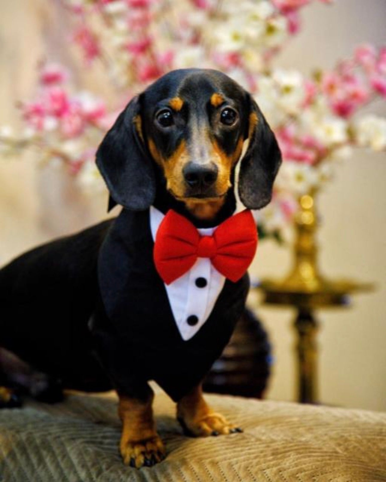 PawinStyle Blazer Bandana