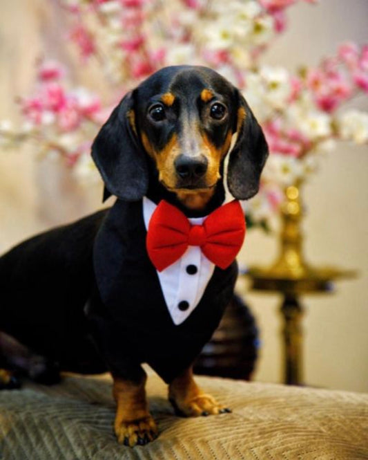 PawinStyle Blazer Bandana