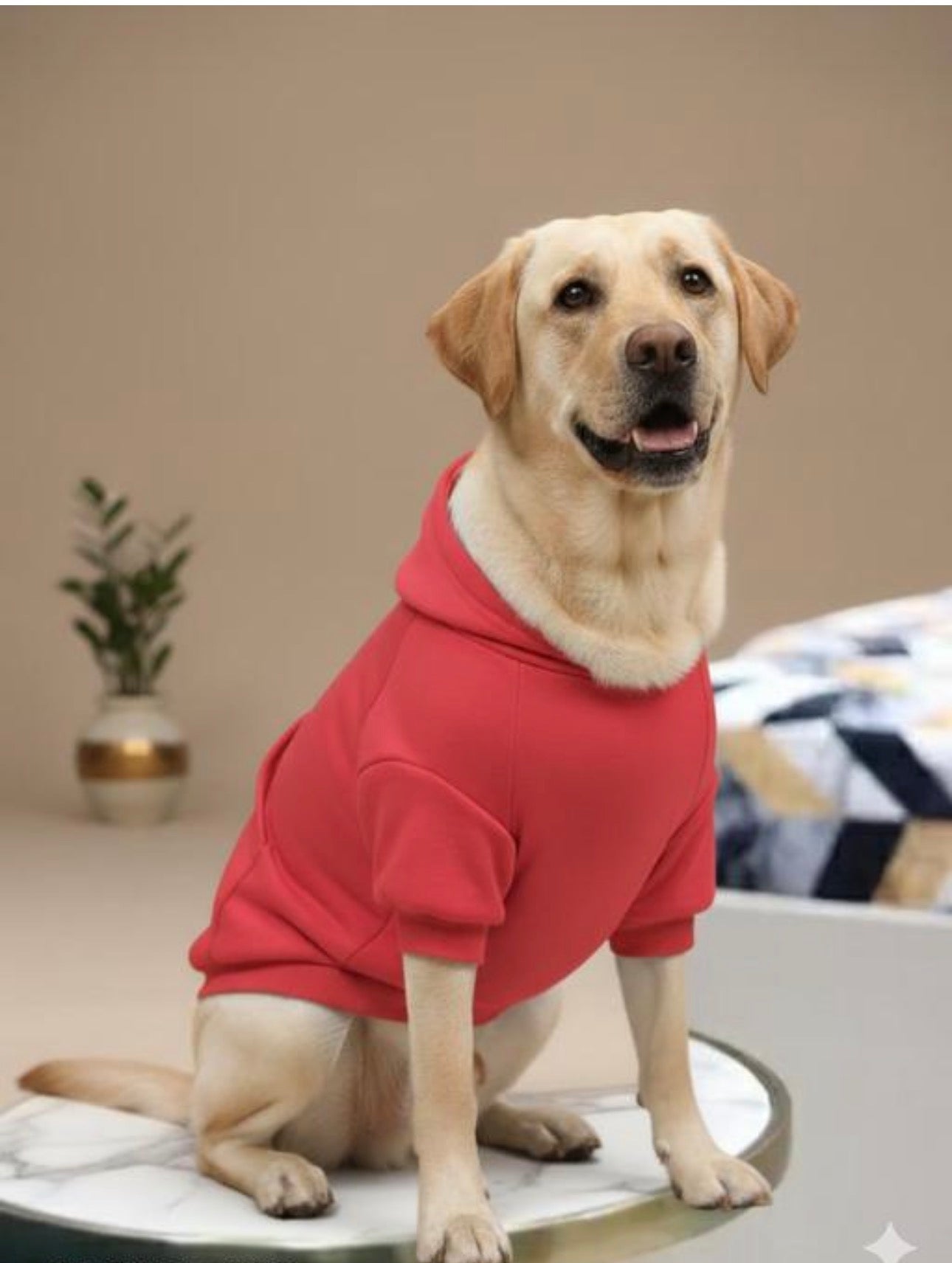 Dog Hoodie For Winter