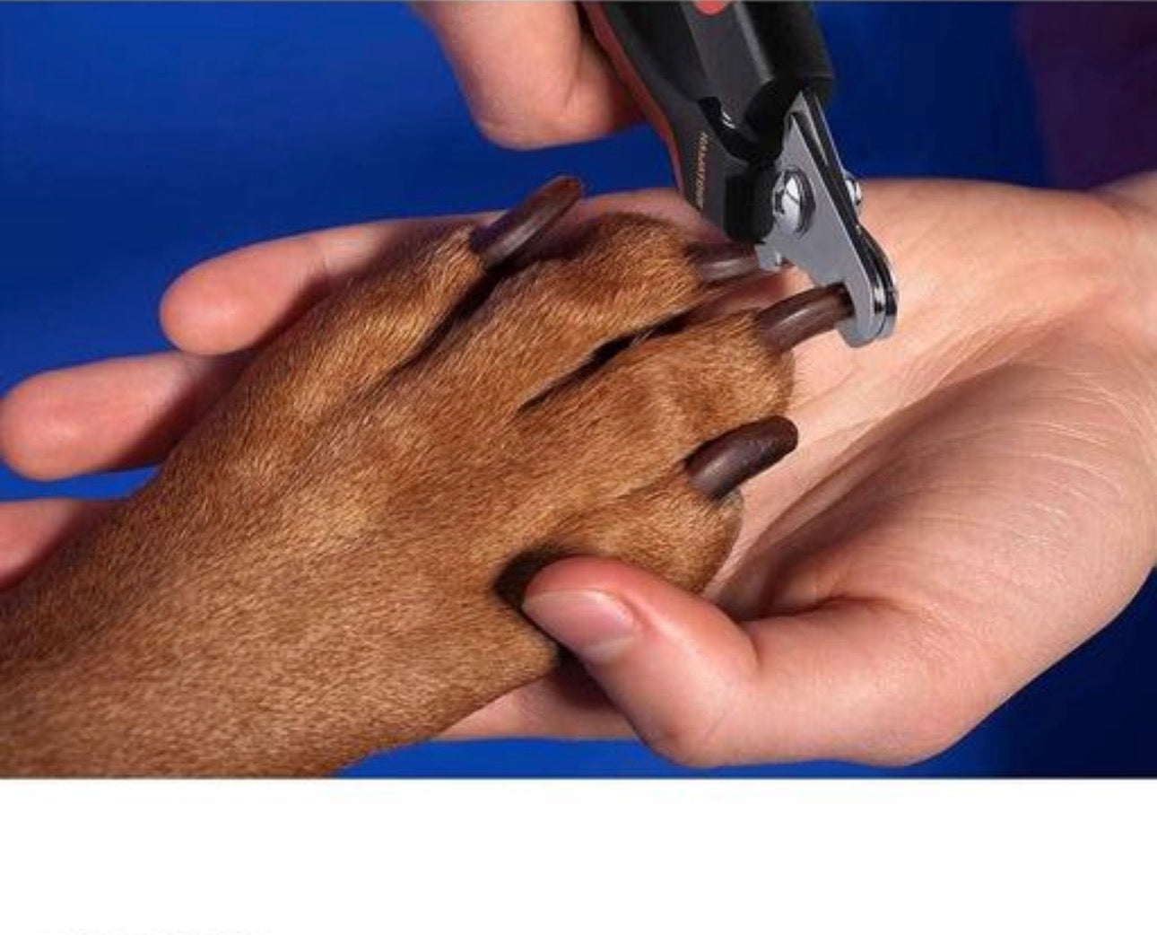 Pet Nail Clipper